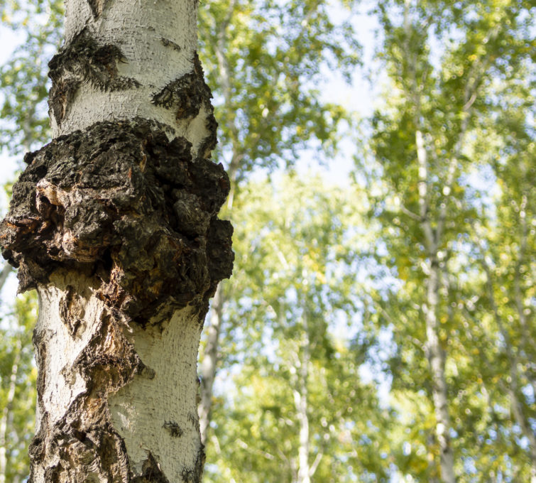 Le Chaga