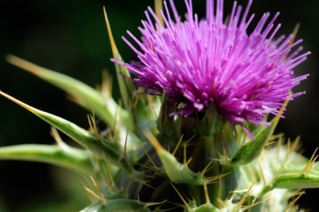 Milk Thistle