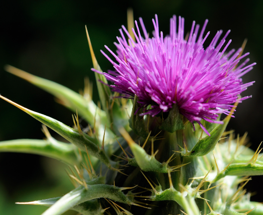 Milk Thistle