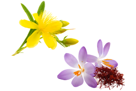 St. John’s Wort and Saffron for a positive mood