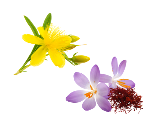 St. John’s Wort and Saffron for a positive mood