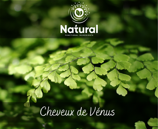 Les Cheveux de Vénus