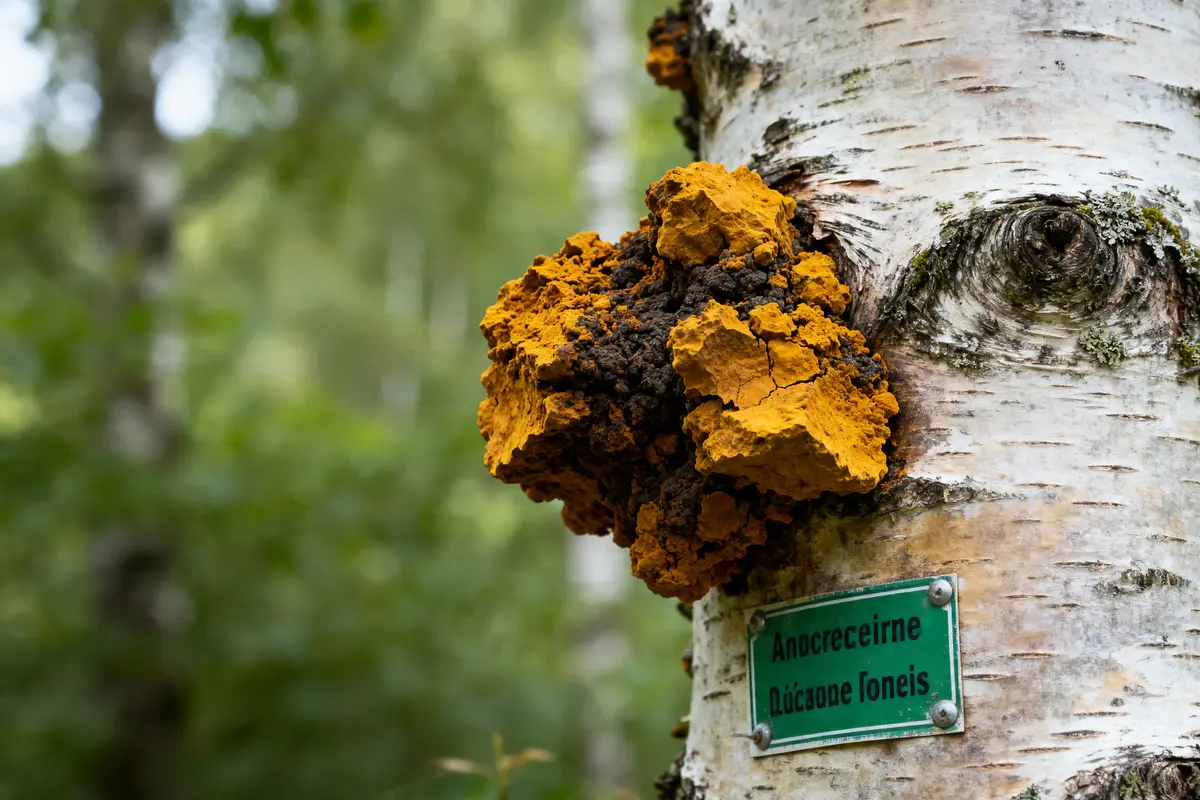 Le chaga : bienfaits, vertus antioxydantes &amp; consommation