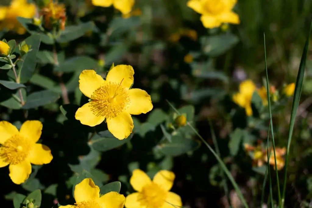 Fleurs de millepertuis éclatant rappelant la couleur du safran dans la nature verdoyante