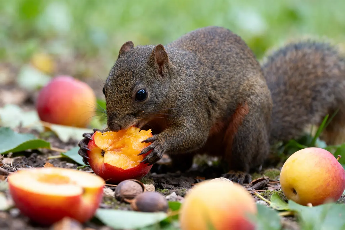 Frugivore animals : Qui sont ces animaux qui mangent des fruits ?